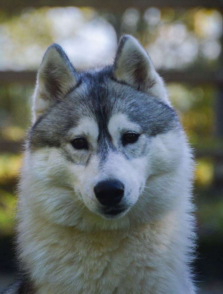 Publication : des rèves polaires Auteur : Carré Isabelle