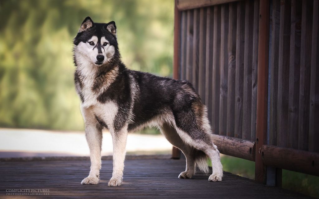 Publication : Corsicahusky 