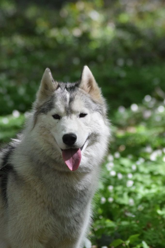 Publication : De La Comté Des Loups Auteur : Tina