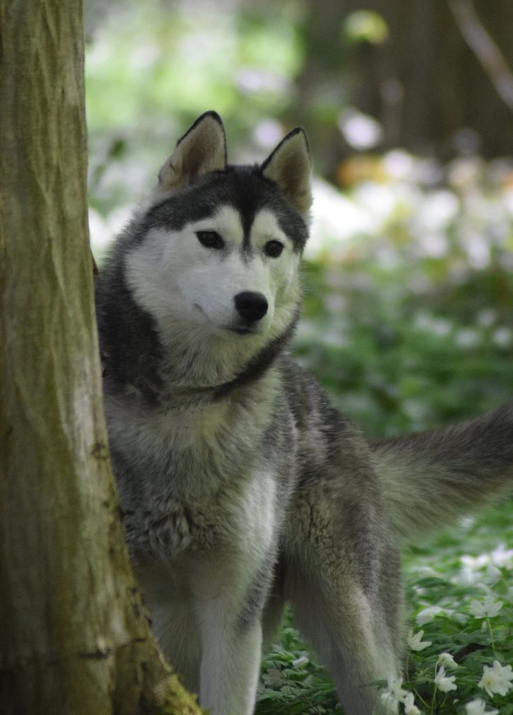 Publication : De La Comté Des Loups Auteur : Tina