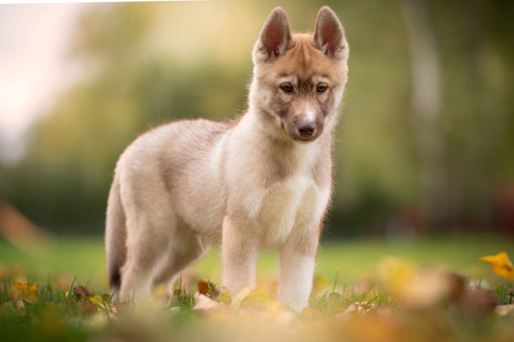 Publication : Wolves Of The Northern Light 