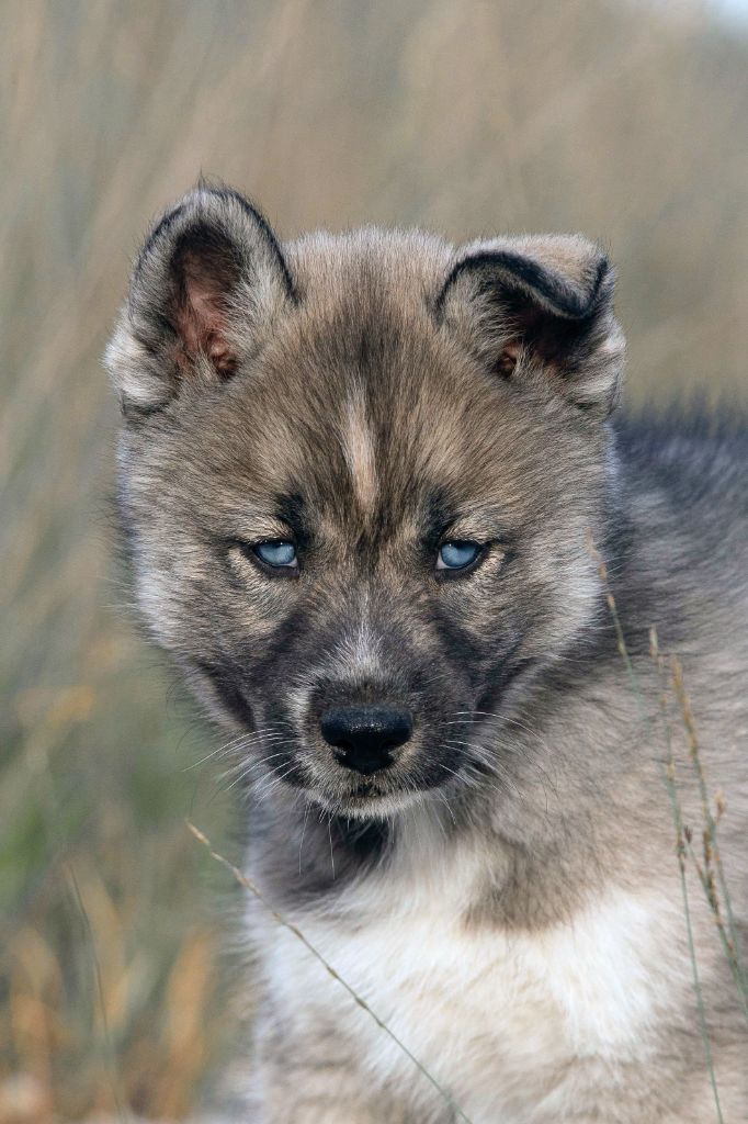 Publication : Des Merveilles Polaires 