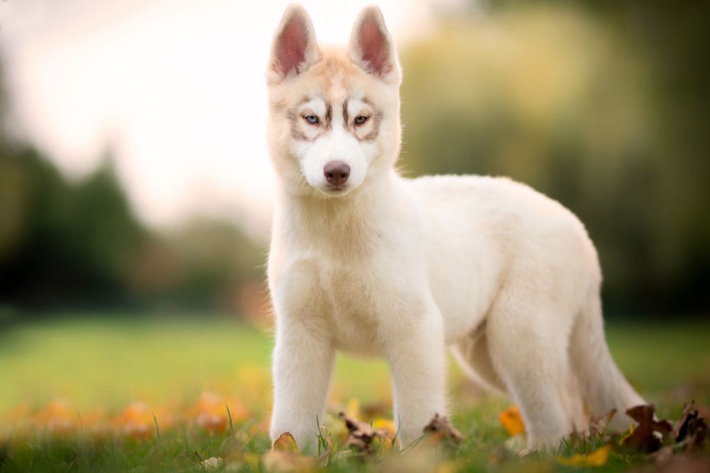 Publication : Wolves Of The Northern Light