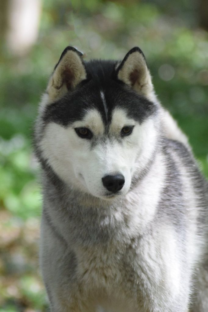 Publication : De La Comté Des Loups Auteur : Tina