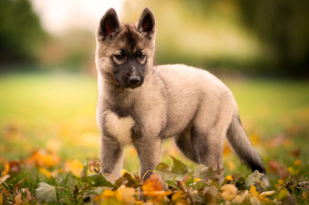 Publication : Wolves Of The Northern Light 