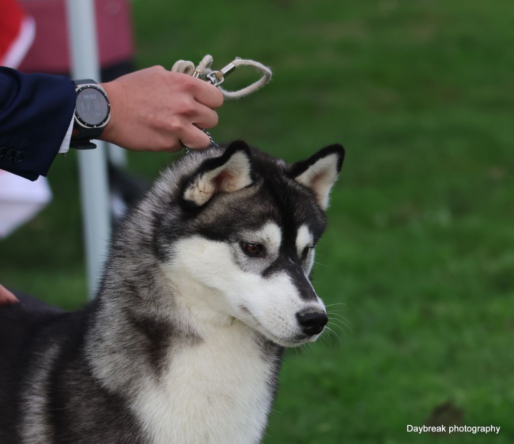 Publication : de Daybreak Northern 