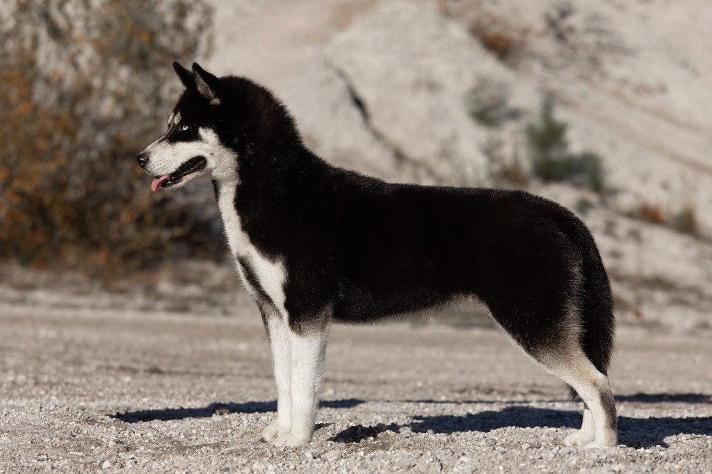 Publication : Zorsky Auteur : Chloe zorzano bry