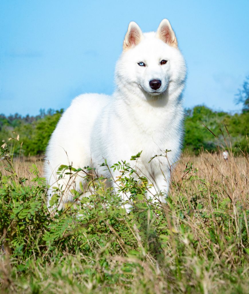 Publication : Des Loups Des Flamboyants