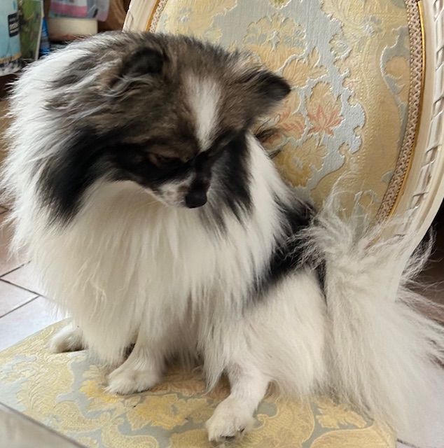 Publication : de La Licorne Des Anges Auteur : Moi mÃªme