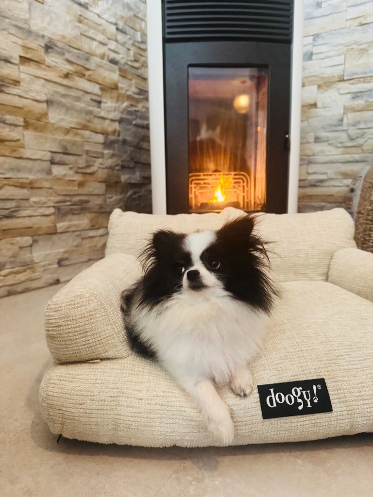 Taiga de l’alpha d’abydos