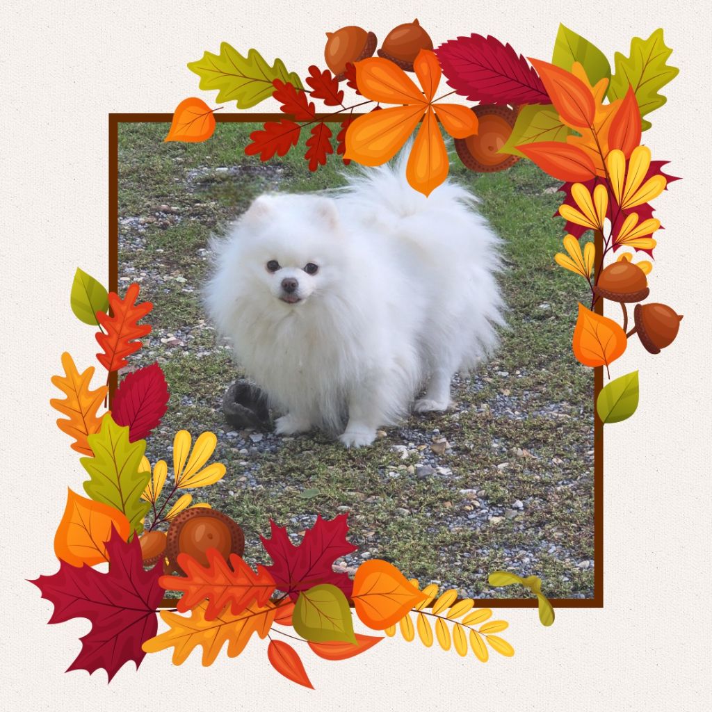 Publication : du jardin de Mesoz 