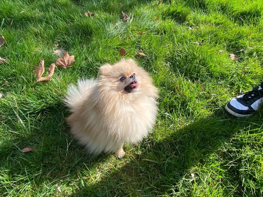 Publication : (Sans Affixe) Auteur : ChloÃ© Fourmeaux