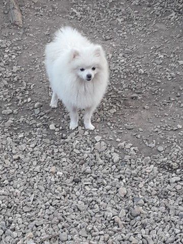 Publication : Des Dragons Maya Auteur : FR