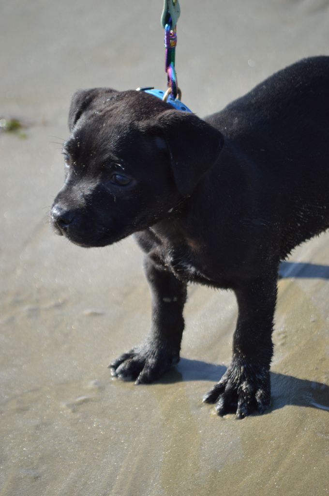 Publication : Victorious Shadow Gang Auteur : yoann truchetet