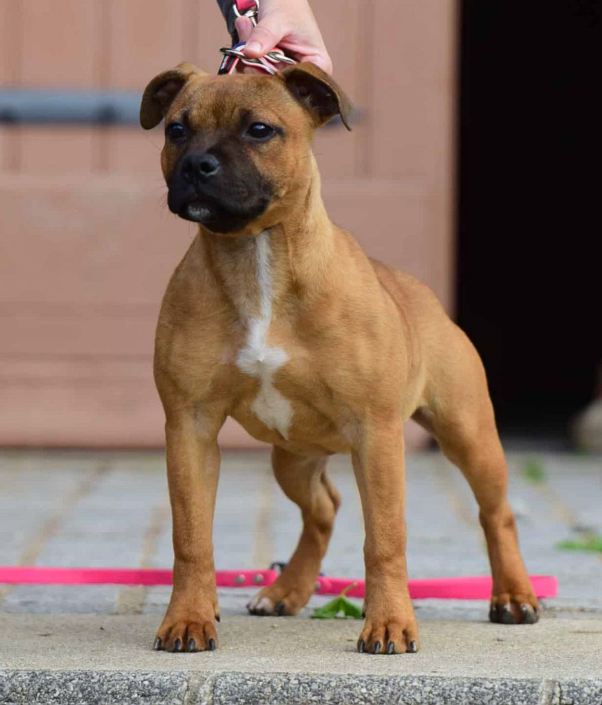 Publication : Killy'rena Auteur : Killy'Rena 