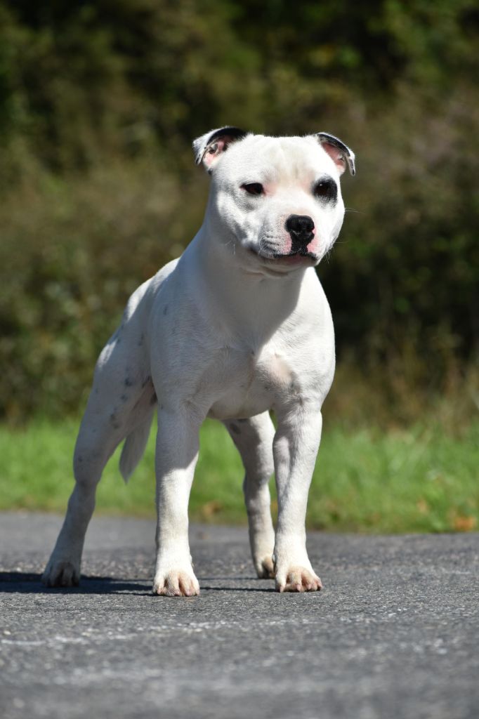 Publication : Royaume Du Nanny Dog