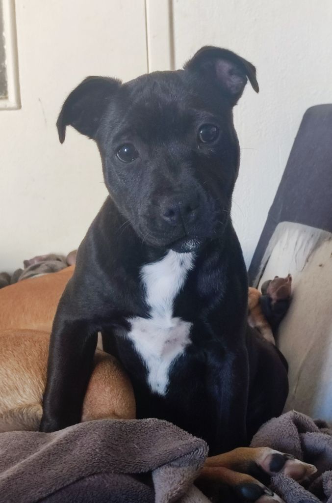 Publication : Du Corsaire Des Abers