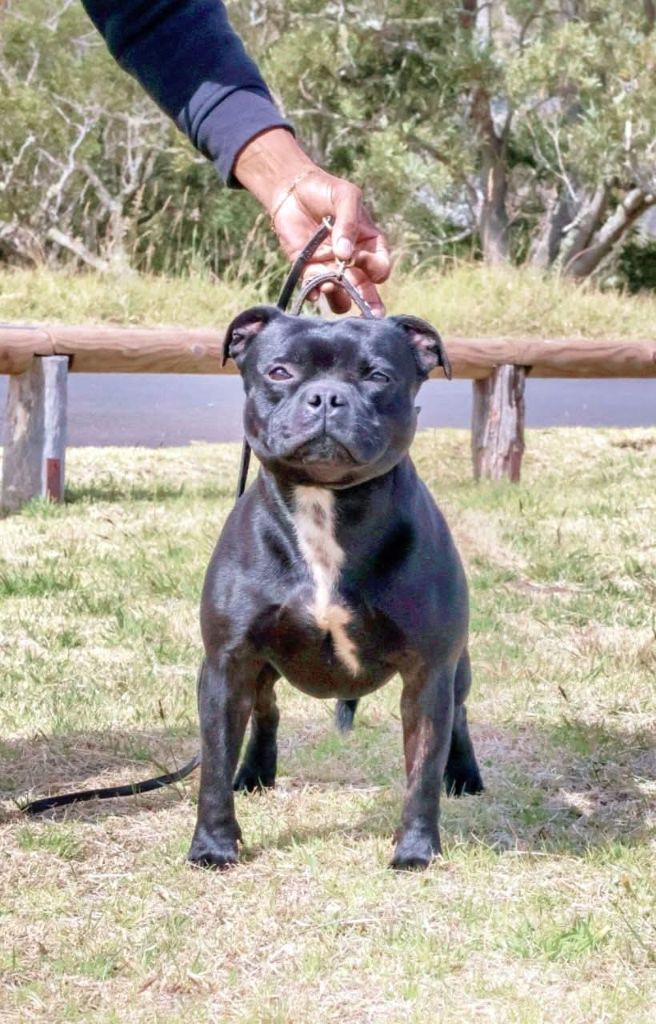 Publication : du Domaine d'Ishtar 