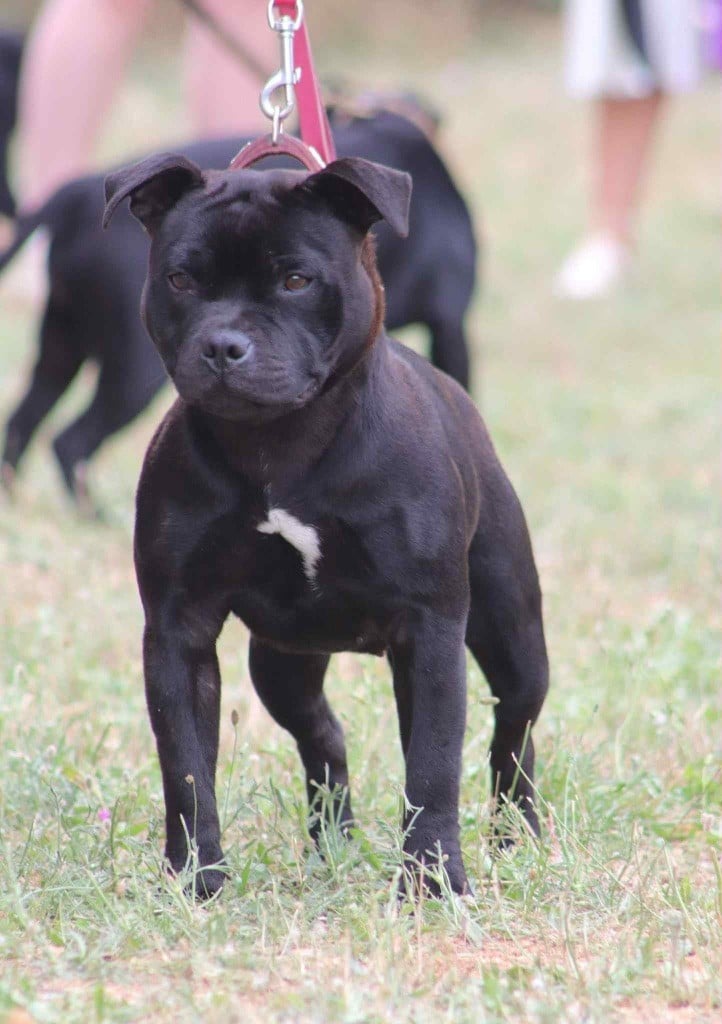 Publication : Des Guerriers D'Amour 