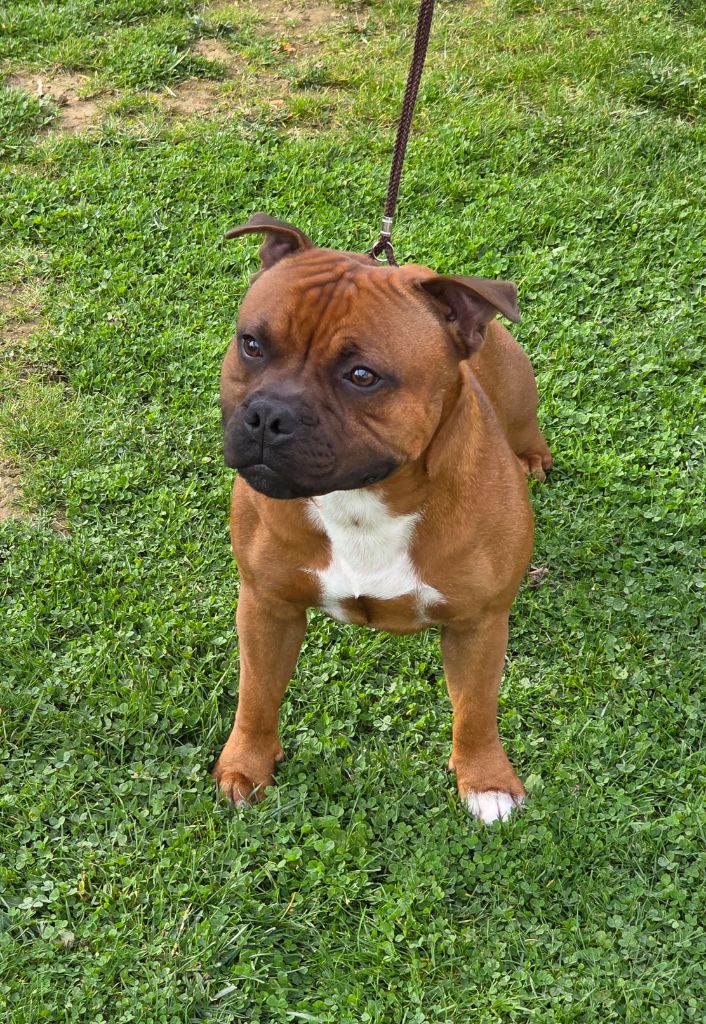 Publication : The Magical World Of Stafford Auteur : Nicolas Lefesvre 