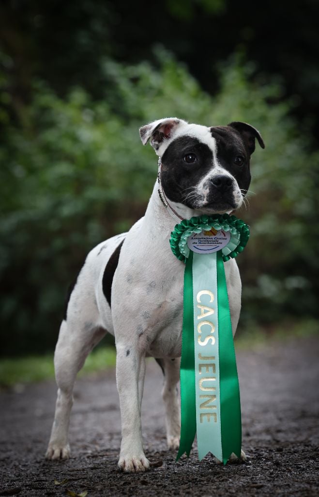 Publication : Spirit Wolf Addict Auteur : Spirit Wolf Addict