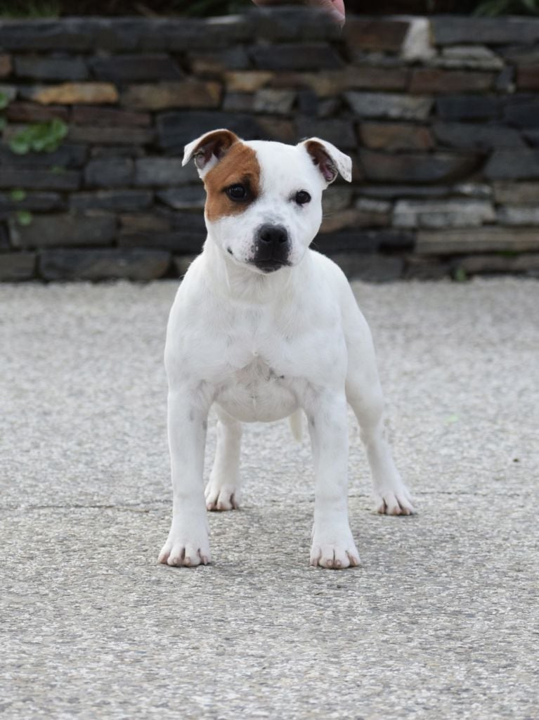 Publication : Demon Black