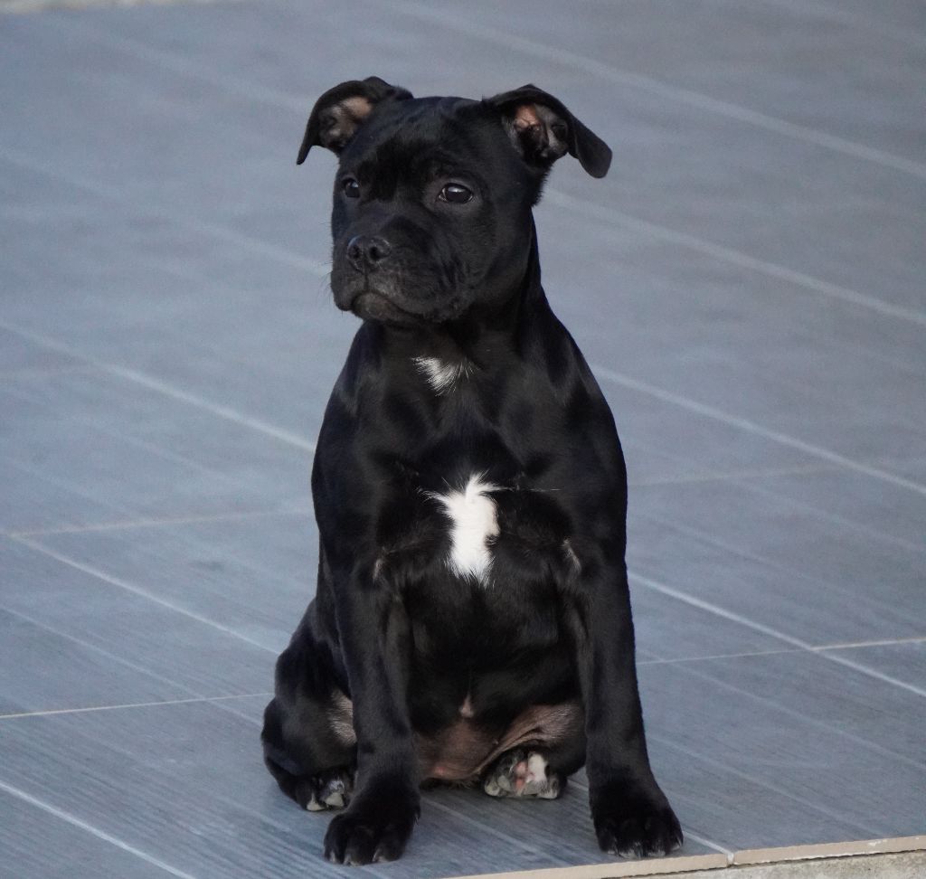 Publication : du Domaine De Bama 