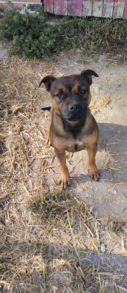 Publication : Kehnox Wood 