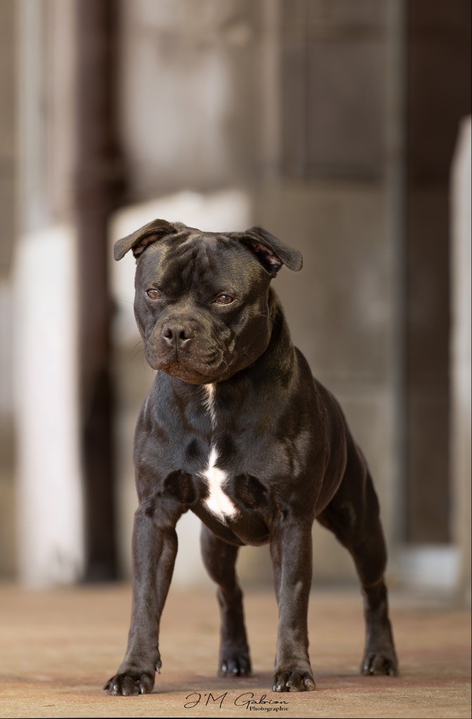 Publication : Of Staffie Of Your Dreams 