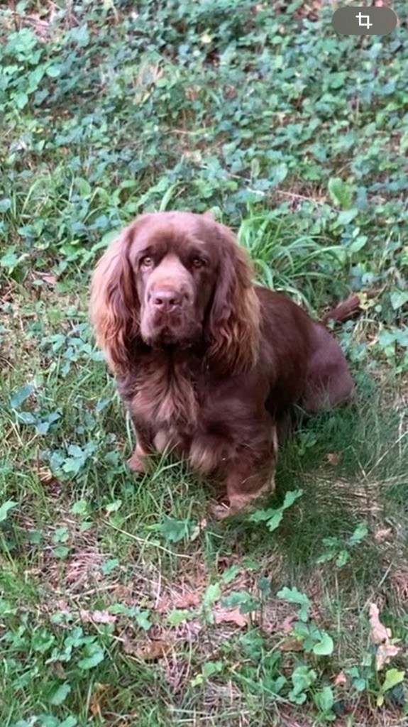 Publication : de la baronnie de curvalle Auteur : Laurence ROBERT