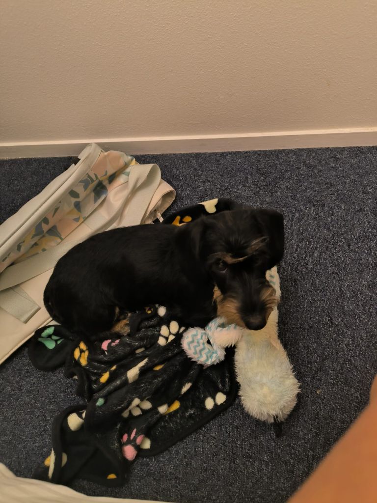 Publication : Des Petites Tetes De Pioche 