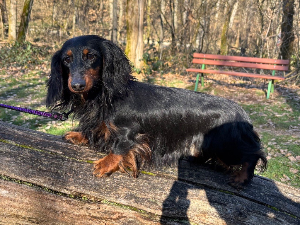 Publication : Du grand baronnet