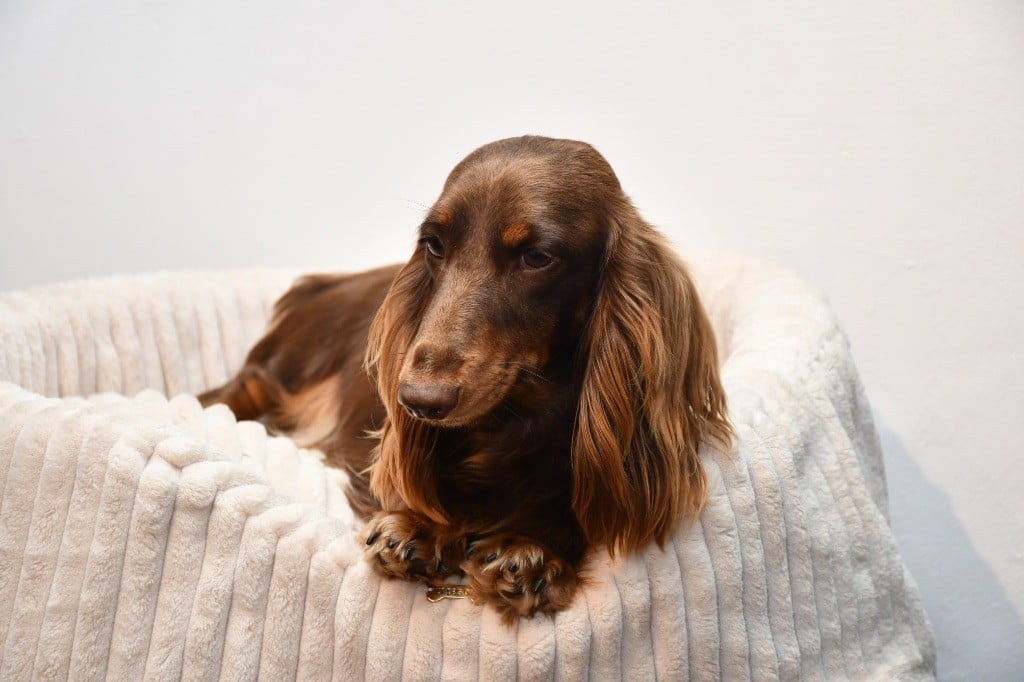 Publication : Des Pattounes Douces 