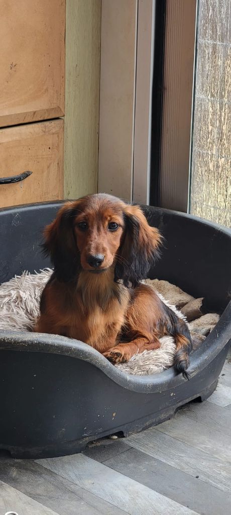 Publication : de l'empire du Phoenix Auteur : Moi