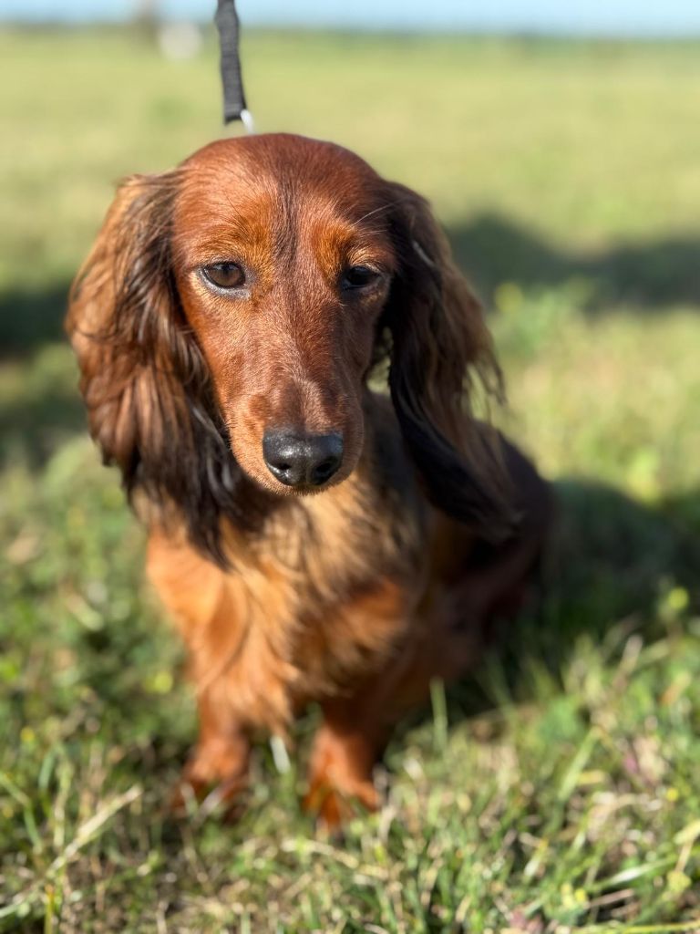 Publication : De La Patte Sacrée 