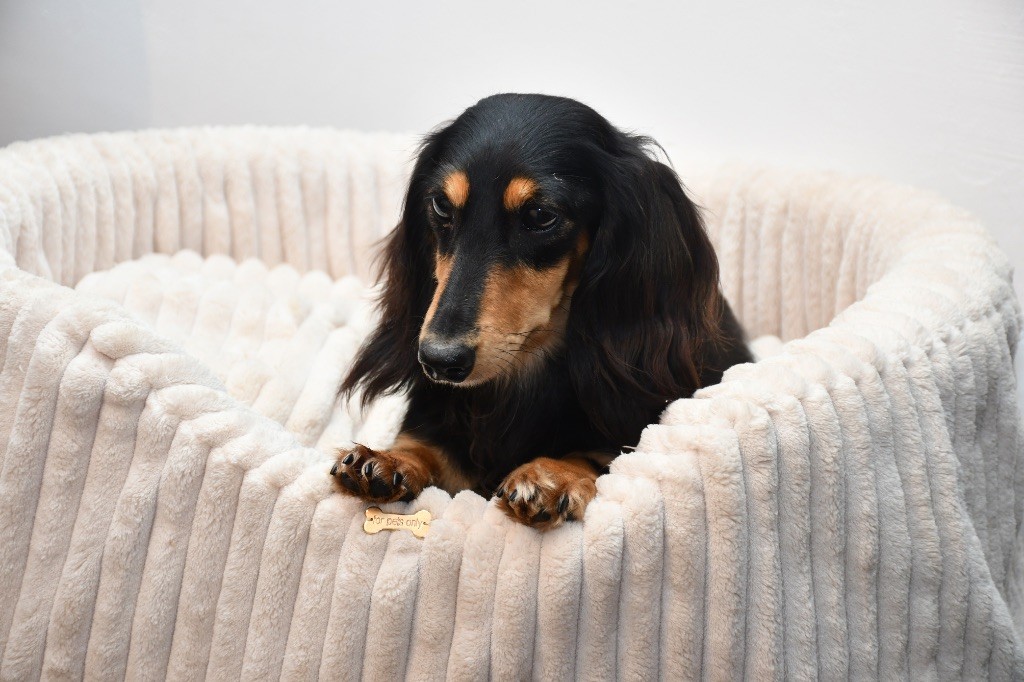 Publication : Des Pattounes Douces 