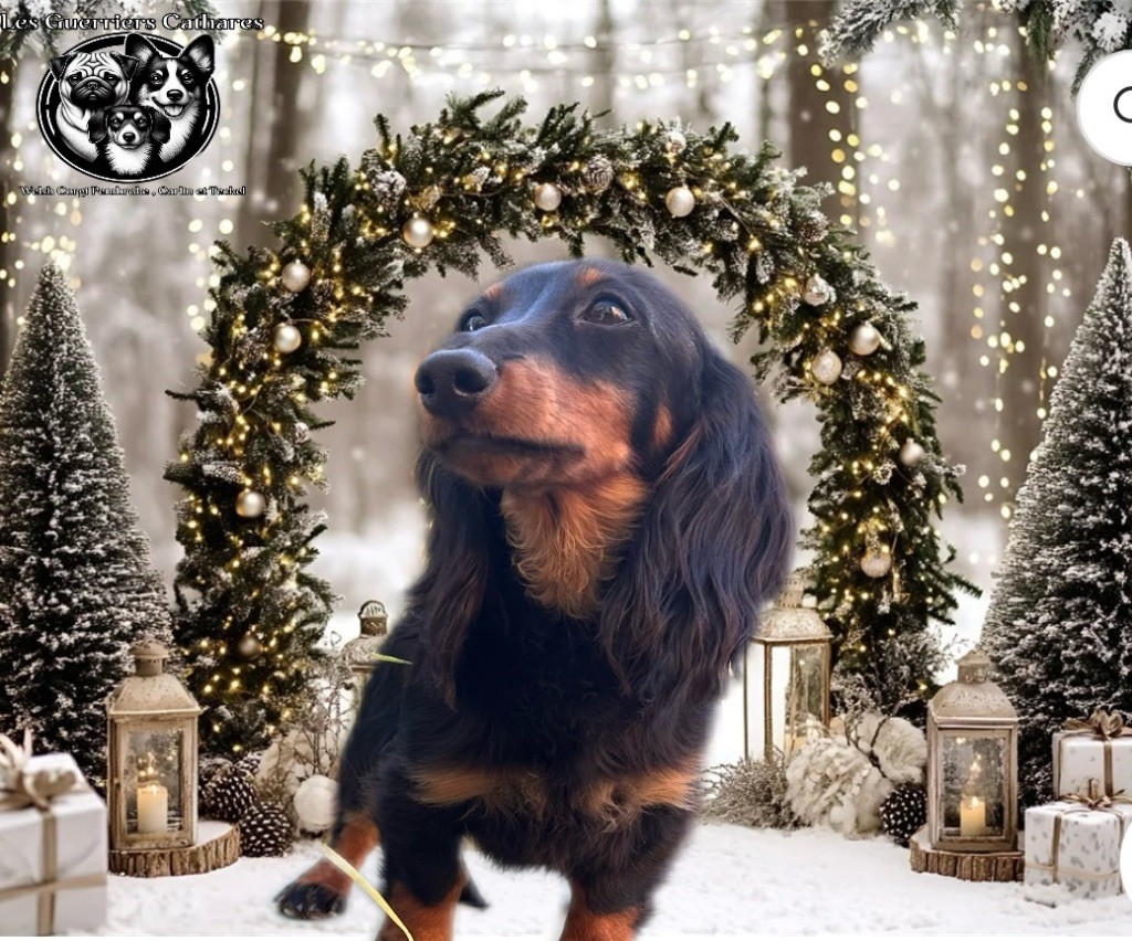 Publication : des guerriers Cathares Auteur : lhomme