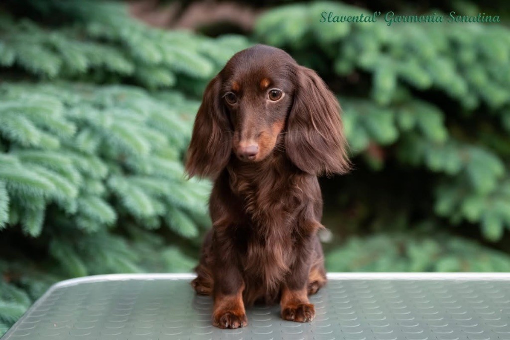 Publication : Des Sept Sacres Auteur : Julija