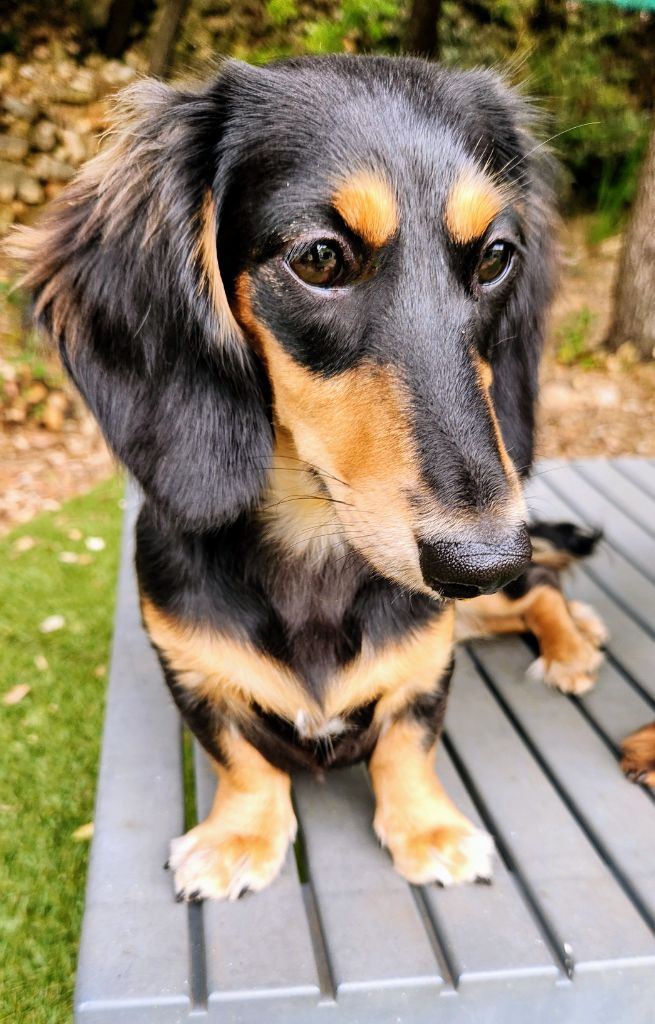 Publication : au Paradis des Poilus Auteur : Seda-Marie Gabrache