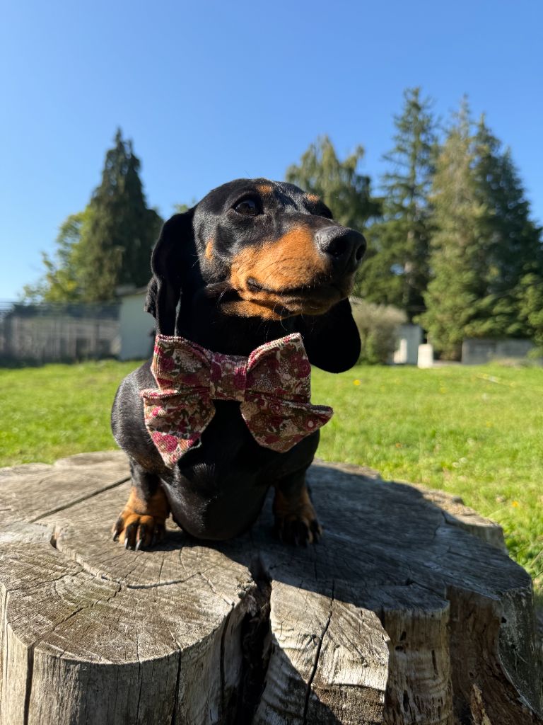 Publication : De La Foret Du Landy 