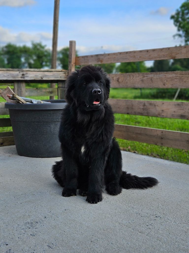 Publication : Des Ours D'eau