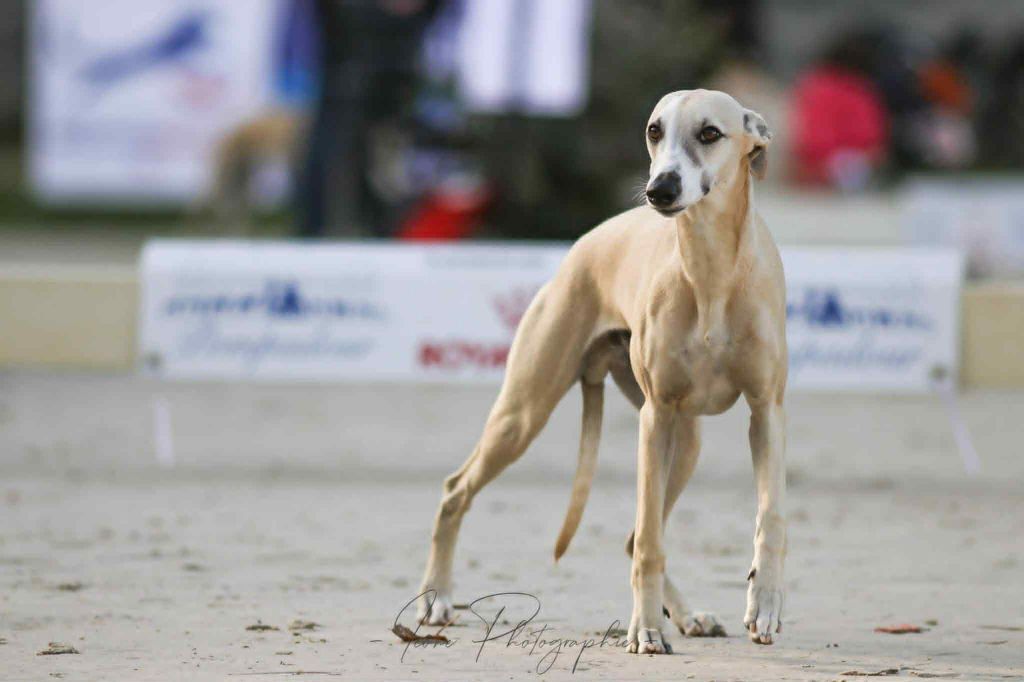Publication : Du Chene Des Morinieres Auteur : Icône Photographe
