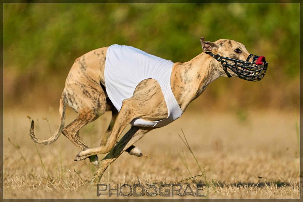 Publication : Du Chene Des Morinieres Auteur : Phodograph