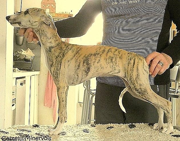 Publication : du castel minervois Auteur : Y.CONSTANT