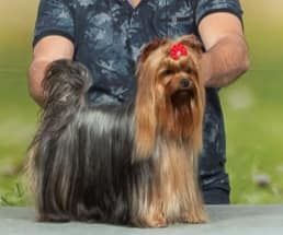 Publication : D'ivena des lys 