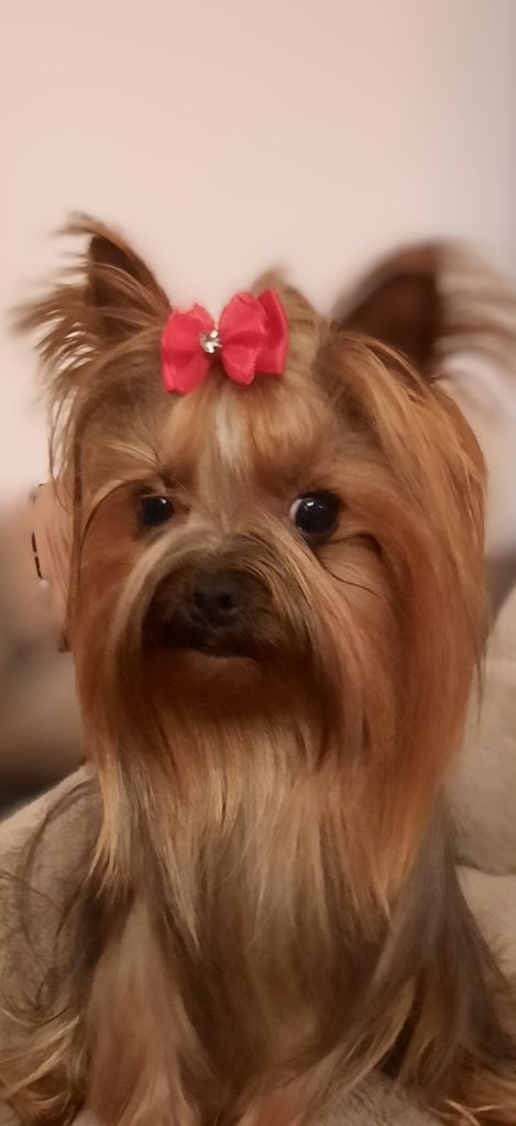 Publication : (Sans Affixe) Auteur : Barche aurore