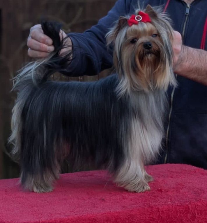 Publication : D'ivena des lys 