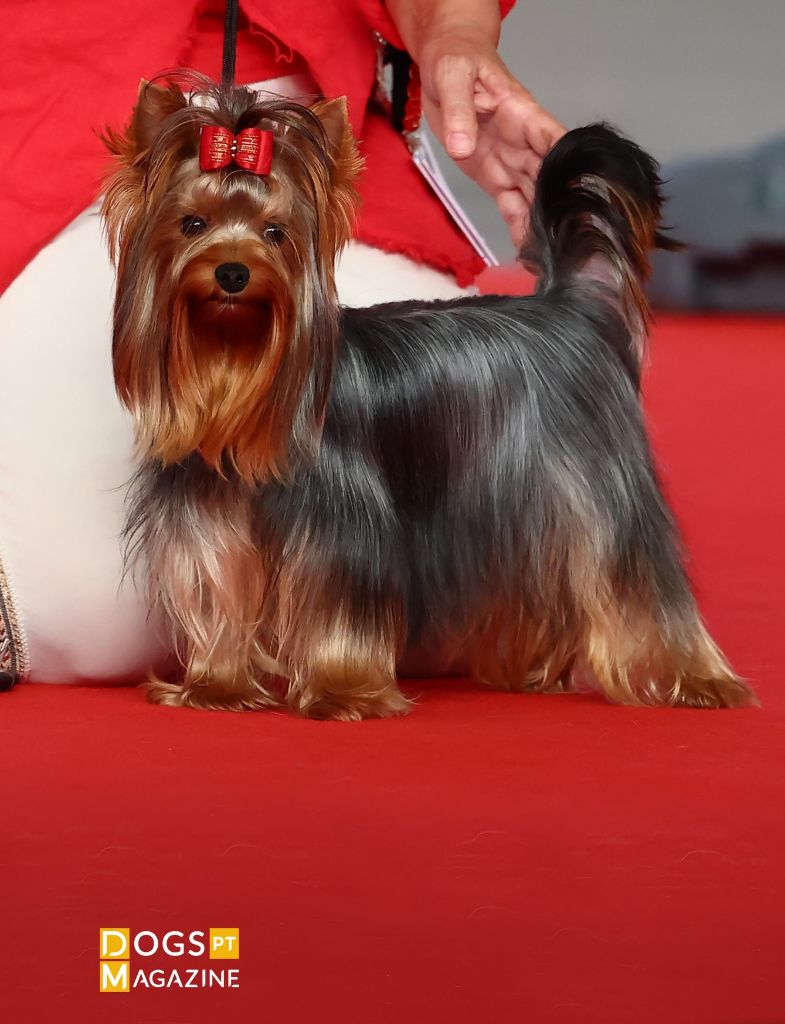 Publication : Horfeo's Auteur : Maria Antonieta Lomba