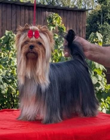 Publication : D'ivena des lys 