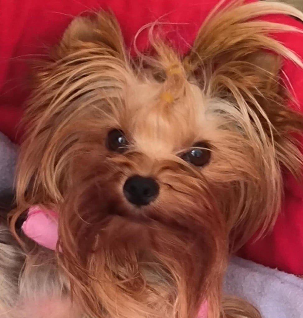 Publication : De L'Eternelle Smartys Auteur : Viola Hempel